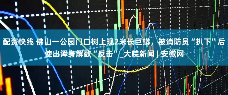 配资快线 佛山一公园门口树上现2米长巨蟒，被消防员“扒下”后使出浑身解数“反击”_大皖新闻 | 安徽网