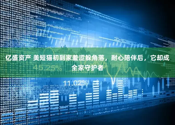 亿盛资产 美短猫初到家羞涩躲角落，耐心陪伴后，它却成全家守护者